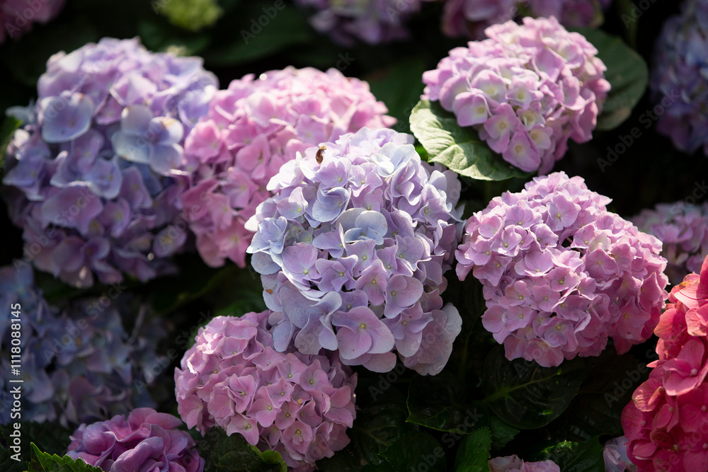 Hydrangea flowers blooming in the garden on sunny day. Hydrangea flowers blooming in the garden on sunny day.
