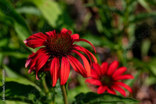 Red  coneflower on a background of green leaves.