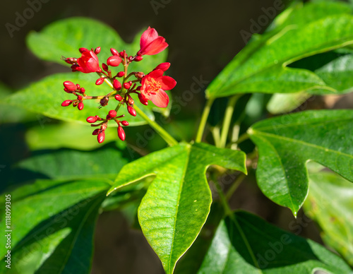A close-up of a cluster of red flowers and lobed green leaves of the tropical Jatropha peregrina tree, Jatropha integerrima. Native to Cuba and the West Indies.
