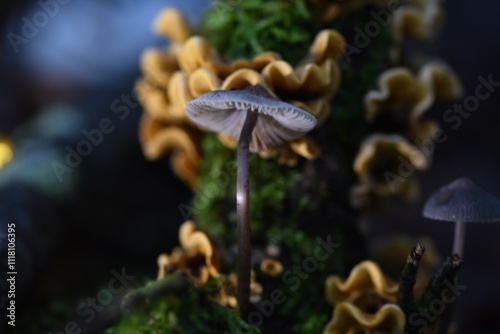 mushroom in the forest