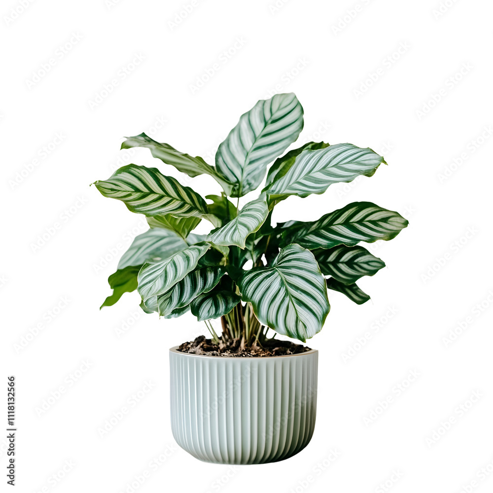Fototapeta premium Calathea Ornata Houseplant in a Ribbed Pot