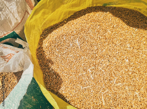 Quadro su tela Fresh whole wheat grains stacking in container sacks after threshing ears of whe