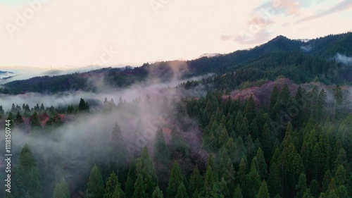 霧に包まれた山　雨に濡れた森林　空撮　自然風景