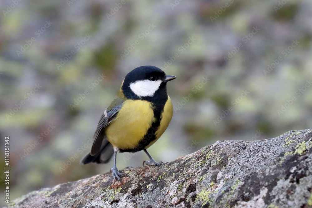 Great tit
