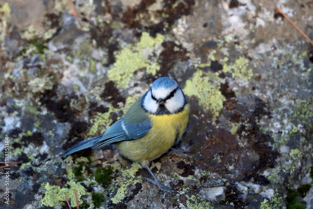 Obraz premium Blue tit