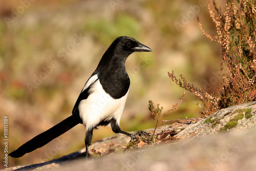 Canvas Print Magpie