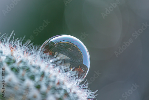 soap bubble lands on a cactus photo