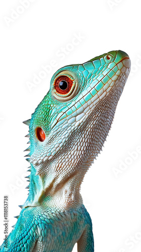 Lizard against transparent background