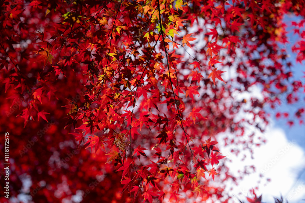 京都の常照寺の美しい紅葉 京都の常照寺の美しい紅葉