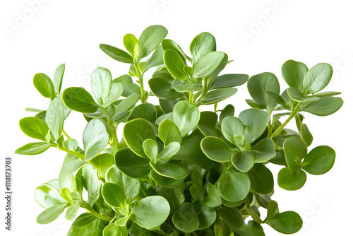 Lush Green Portulacaria afra Plant Closeup photo