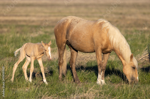 Wild Horse Mare and Foal in the Utah Desert in Springtime
