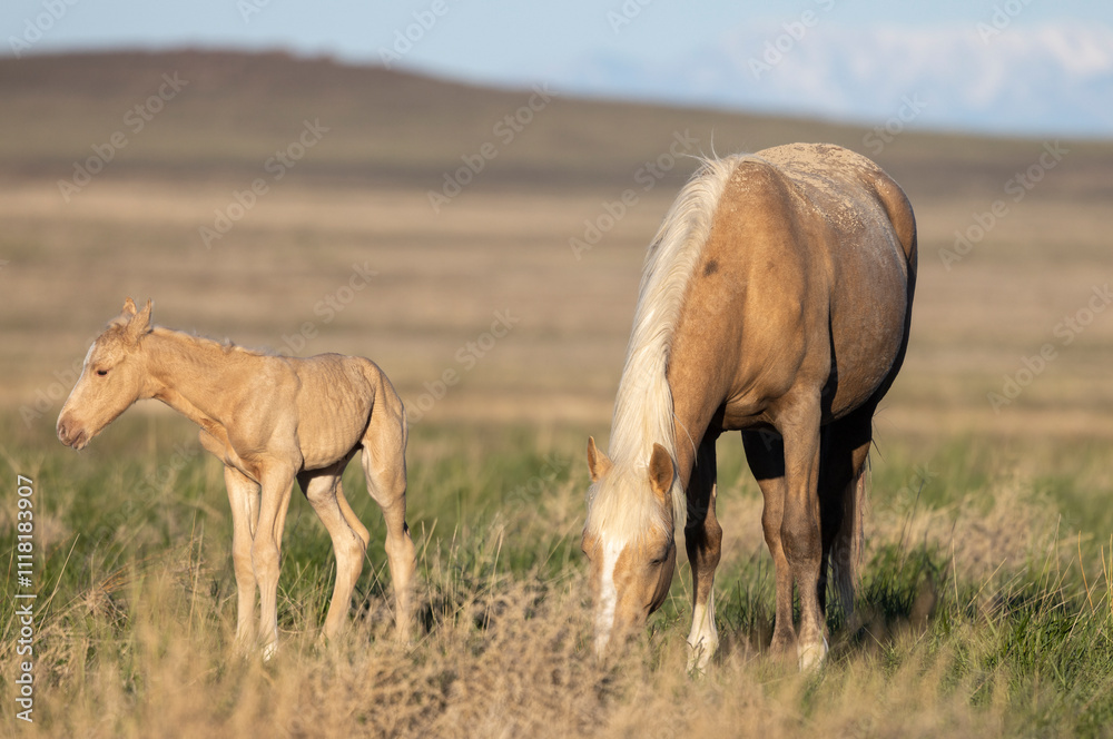 Fototapeta premium Wild Horse Mare and Foal in the Utah Desert in Springtime