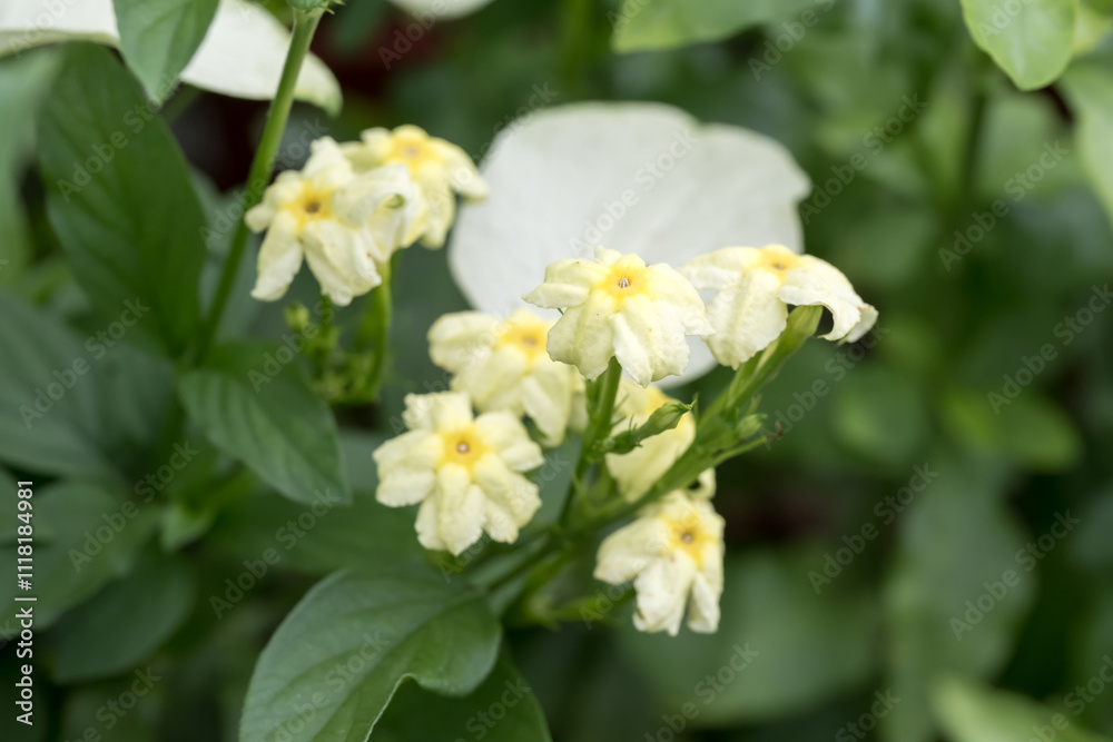 Beautiful Dwarf Mussaenda (pseudomussaenda flava) flowers. Beautiful Dwarf Mussaenda (pseudomussaenda flava) flowers.