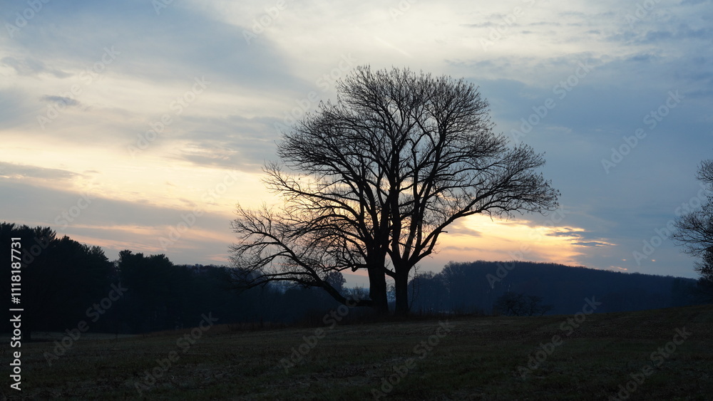 The forest landscape with the sunset sunlight on them in winter
The forest landscape with the sunset sunlight on them in winter