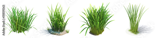 Vibrant green grass clusters showcasing various growth stages, perfect for nature-themed projects and textures.