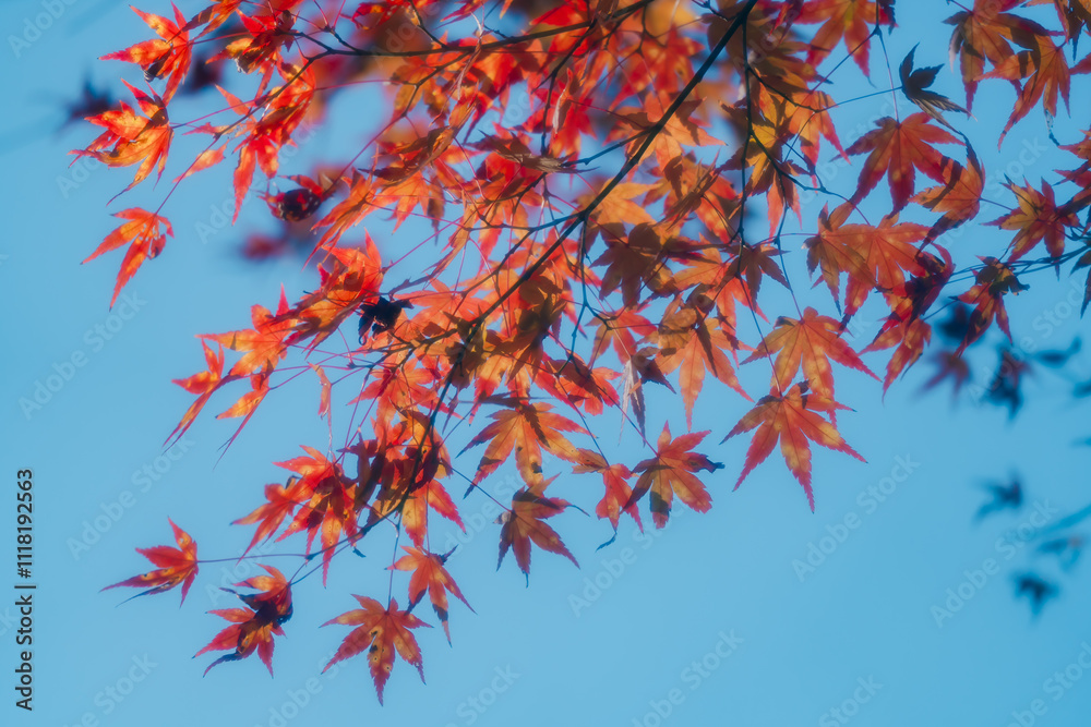 京都の常照寺の美しい紅葉 京都の常照寺の美しい紅葉