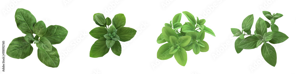 Fresh green herbs arranged neatly, showcasing their vibrant leaves and natural textures, perfect for culinary or botanical themes. Fresh green herbs arranged neatly, showcasing their vibrant leaves and natural textures, perfect for culinary or botanical themes.