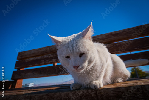 The Watchful White Cat Resting on a Wooden Bench