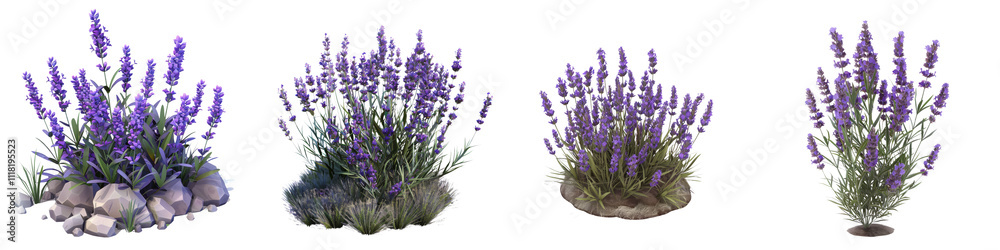 Naklejka premium A vibrant display of lavender plants showcasing their exquisite purple blooms and lush green foliage, perfect for gardens or landscapes.