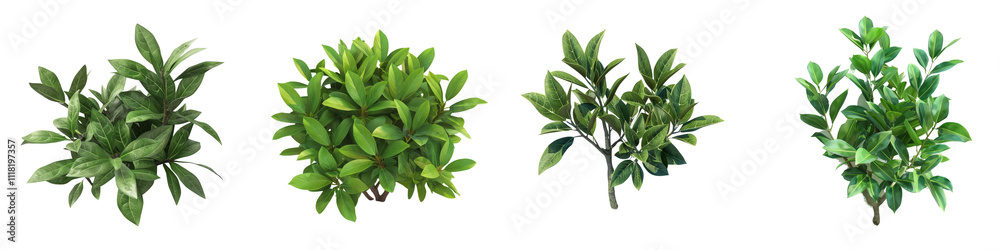 A stunning collection of lush green plants showcasing various textures and shapes, perfect for enhancing any natural setting. A stunning collection of lush green plants showcasing various textures and shapes, perfect for enhancing any natural setting.