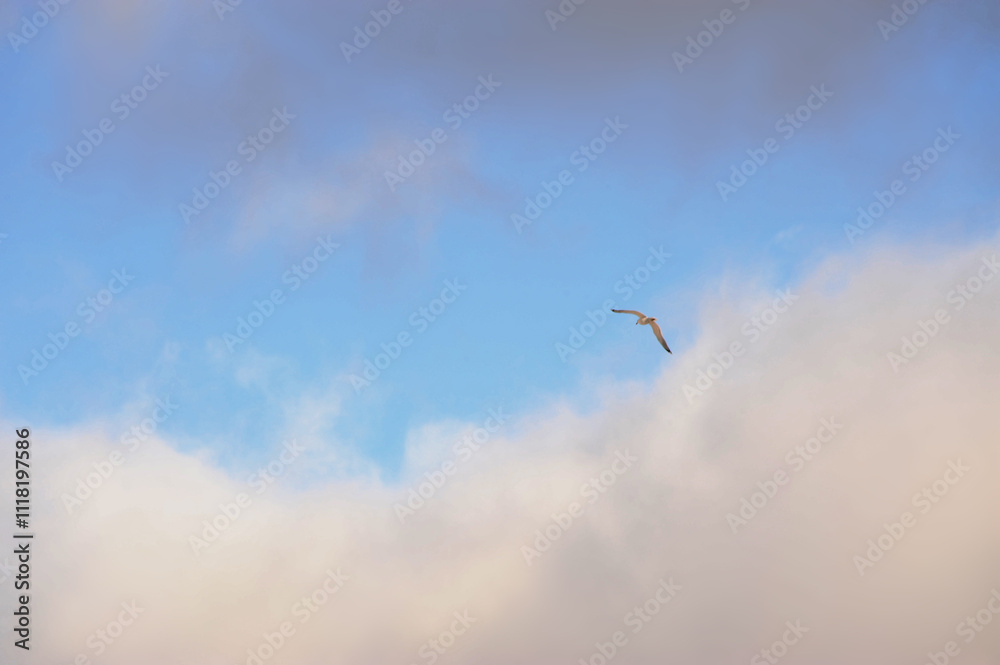 Fototapeta premium A small, colorful bird is soaring gracefully through a cloudy blue sky
