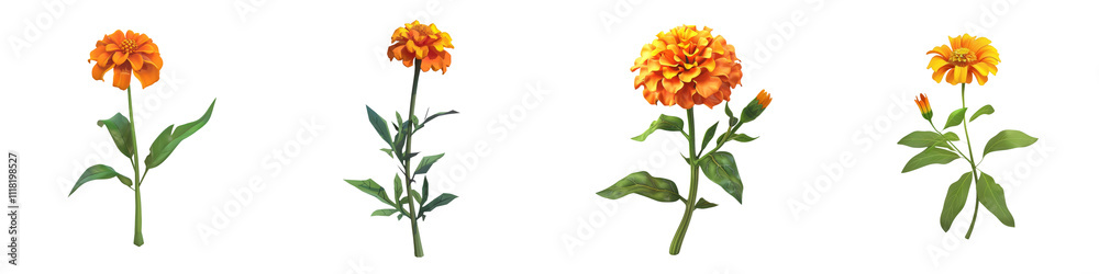 A collection of vibrant marigold flowers showcasing their rich colors and intricate details, perfect for floral arrangements and decor. A collection of vibrant marigold flowers showcasing their rich colors and intricate details, perfect for floral arrangements and decor.