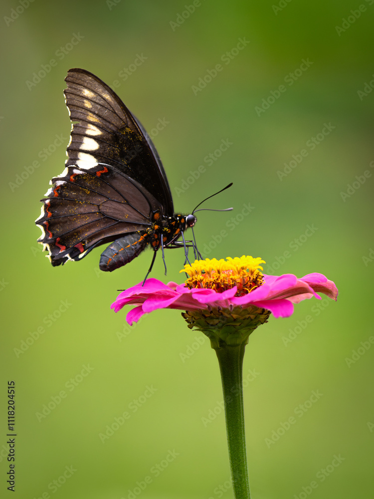 Obraz premium Close-Up Macro of a Black Butterfly Perched on a Vibrant Pink Flower with Soft Out of Focus Bokeh Green Background in a Garden 