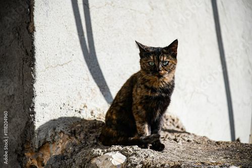 Streunende Katze läuft auf der Straße.