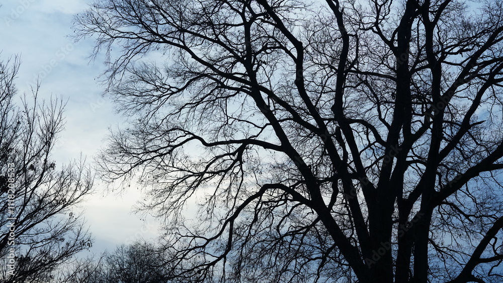 The bare branches trees view with the blue sky as background in winter
The bare branches trees view with the blue sky as background in winter
