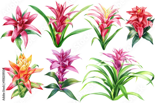 Beautiful tropical flowers watercolor, isolated on white, Summer exotic flowers. botanical tropic plants set. Guzmania photo