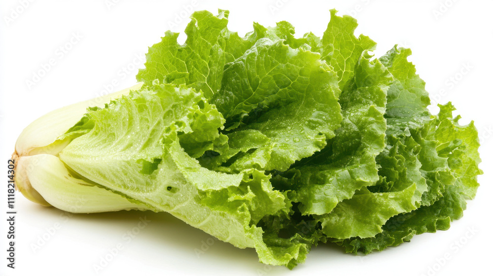 Fresh green lettuce head with crisp, vibrant leaves against a white background, showcasing its natural texture and freshness. Fresh green lettuce head with crisp, vibrant leaves against a white background, showcasing its natural texture and freshness.