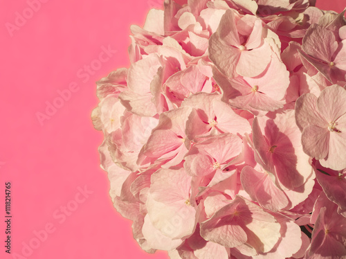Soft pink flower on pink background. Hydrangea or hortensia buch on bright pink background. Pink aesthetic. Soft petals texture. Flowers macro. Celebration concept. Home floral interior. Pastel colors