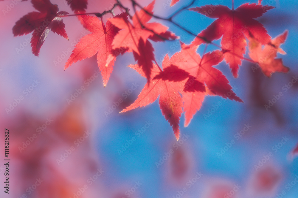 京都の常照寺の美しい紅葉 京都の常照寺の美しい紅葉