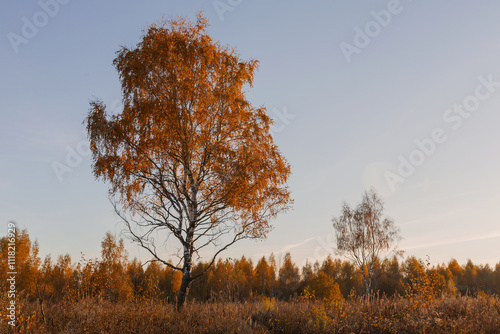 Autumn Birch in the field