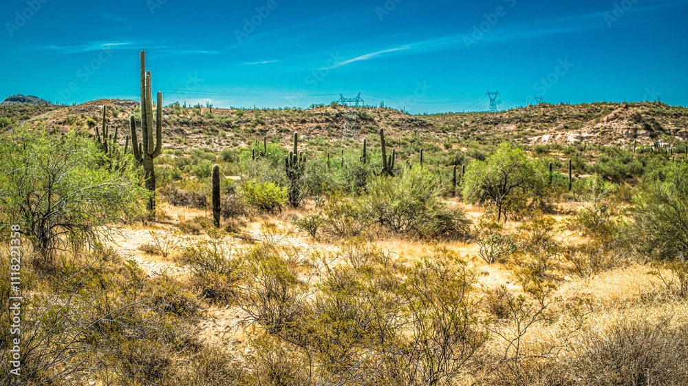 Obraz premium Desert Scape Vegitation