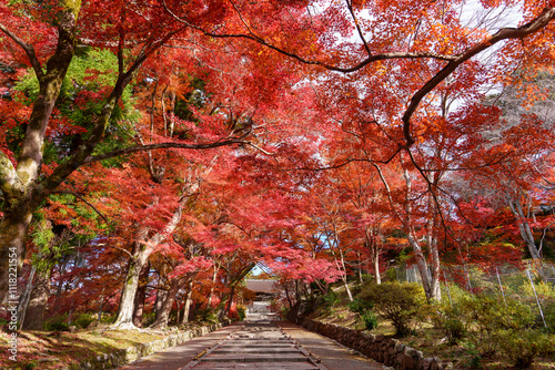 Wallpaper Mural 鮮やかな紅葉に彩られた参道と秋の風景
Vibrant Autumn Pathway Surrounded by Colorful Maple Leaves Torontodigital.ca