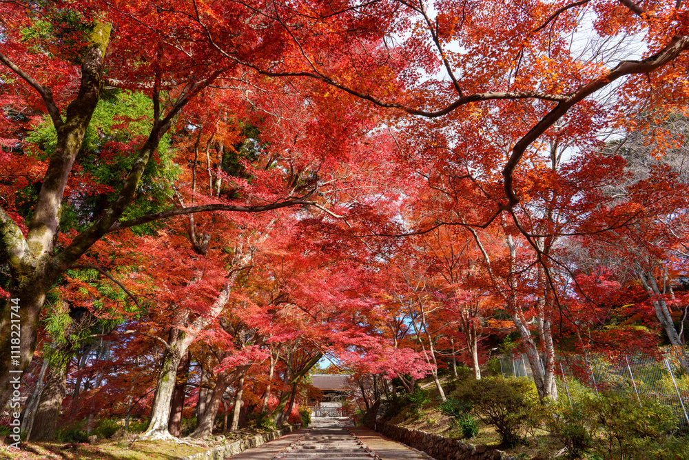 鮮やかな紅葉に包まれた秋の参道
Vibrant Autumn Pathway Surrounded by Fiery Maple Leaves 鮮やかな紅葉に包まれた秋の参道
Vibrant Autumn Pathway Surrounded by Fiery Maple Leaves