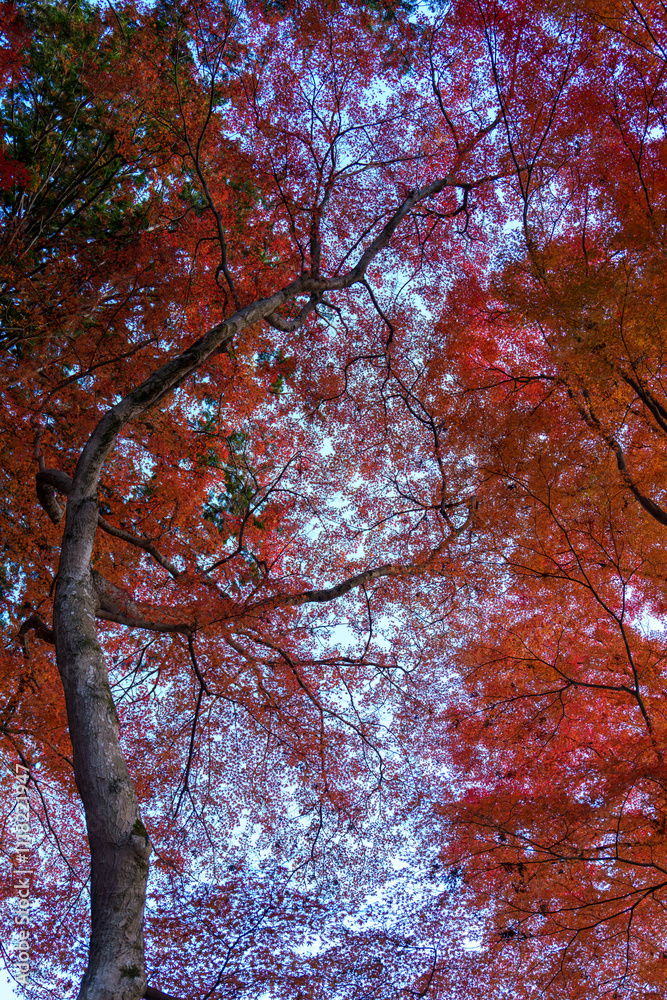 ダイナミックな枝と青空に映える紅葉
Dynamic Branches and Vibrant Autumn Leaves Against a Clear Blue Sky ダイナミックな枝と青空に映える紅葉
Dynamic Branches and Vibrant Autumn Leaves Against a Clear Blue Sky