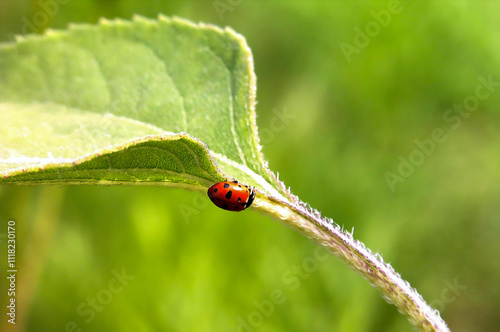 A ladybug is on a leaf photo