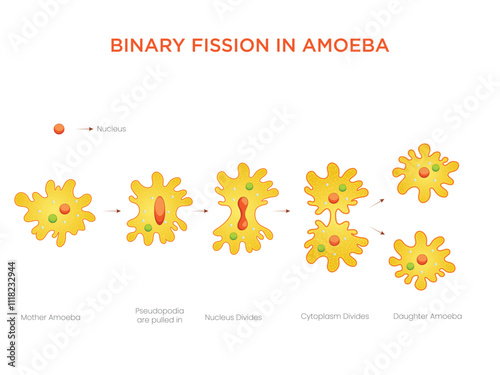 Illustration of Binary Fission in Amoeba Asexual Reproduction Explained