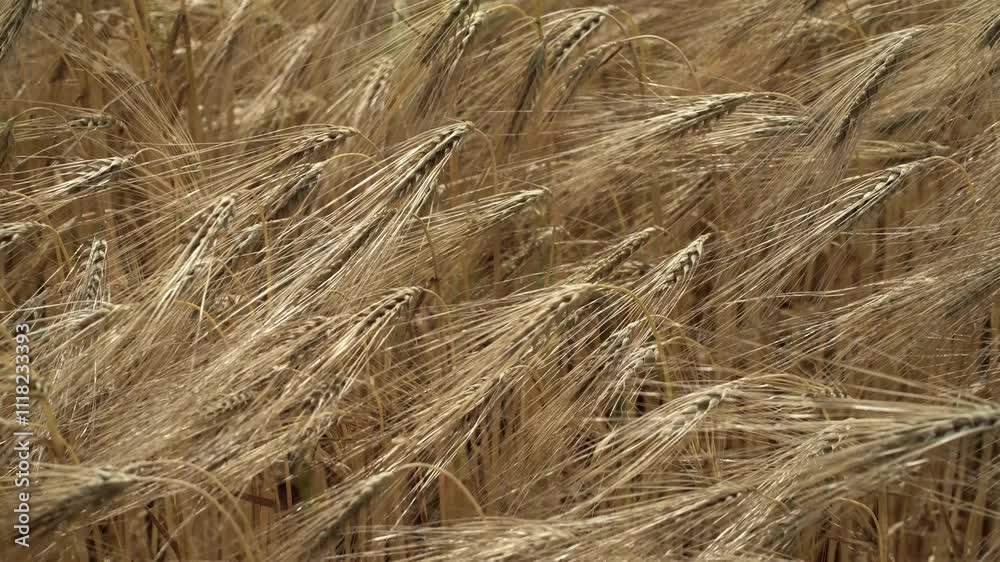 Agricultural field of cereals in summer. Ears with grains sway in the wind. Summer sunny day in Latvia. Yellow ago background with ears Agricultural field of cereals in summer. Ears with grains sway in the wind. Summer sunny day in Latvia. Yellow ago background with ears