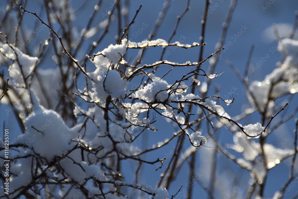 These bush branches in nature are covered with snow in sunny early winter day. These bush branches in nature are covered with snow in sunny early winter day.