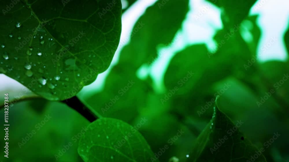 Rain in the flower garden. Rain drop on leaf tree, light Rain Falling On Tree Leaves, soft rain
Rain in the flower garden. Rain drop on leaf tree, light Rain Falling On Tree Leaves, soft rain