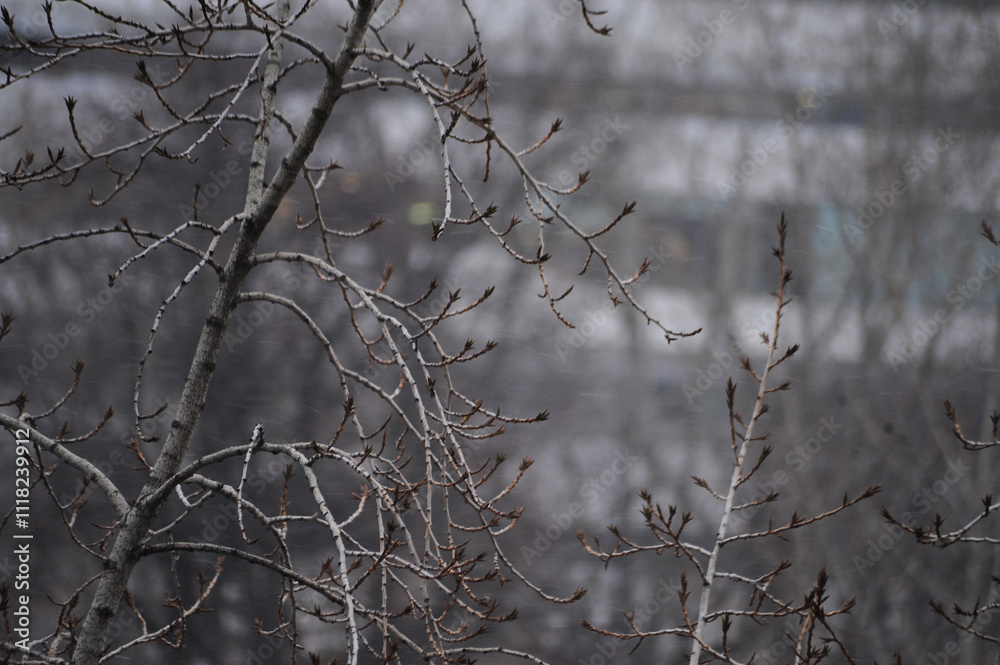 A leafless tree with many branches in front of a building A leafless tree with many branches in front of a building