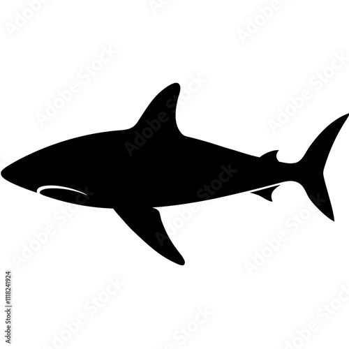 shark illustration