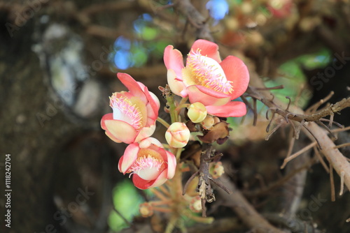 Close-up of a beautiful Shorea Robusta Roxb., commonly known as the Sal flower, blooming on a tree. The image captures the rich colors and texture of the bloom, photo