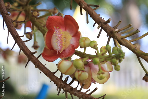 Close-up of a beautiful Shorea Robusta Roxb., commonly known as the Sal flower, blooming on a tree. The image captures the rich colors and texture of the bloom, photo