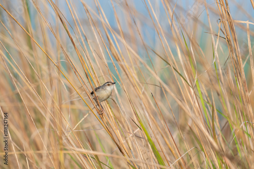 This is a bird seeing in jungles and different other places