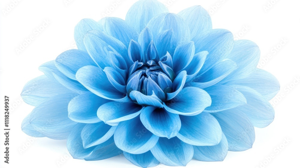 A single blue dahlia flower in full bloom, centered and isolated on a pure white background. A single blue dahlia flower in full bloom, centered and isolated on a pure white background.