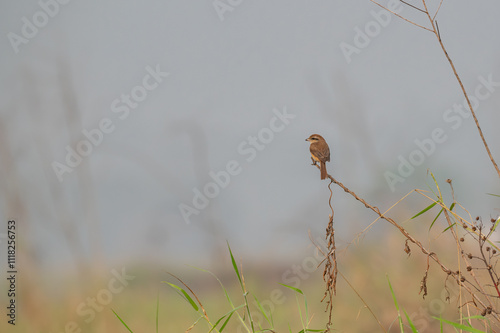 This is a bird seeing in jungles and different other places